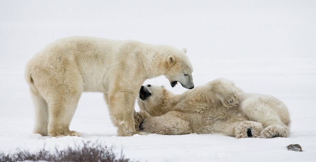 Dois ursos polares brincando um com o outro na neve