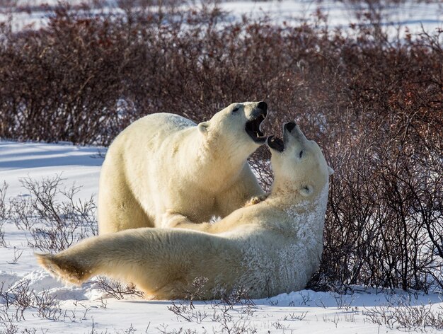 Dois ursos polares estão brincando um com o outro na tundra. canadá.