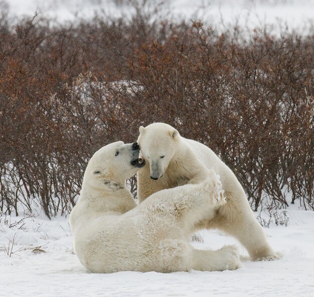 Dois ursos polares estão brincando um com o outro na tundra. Canadá.