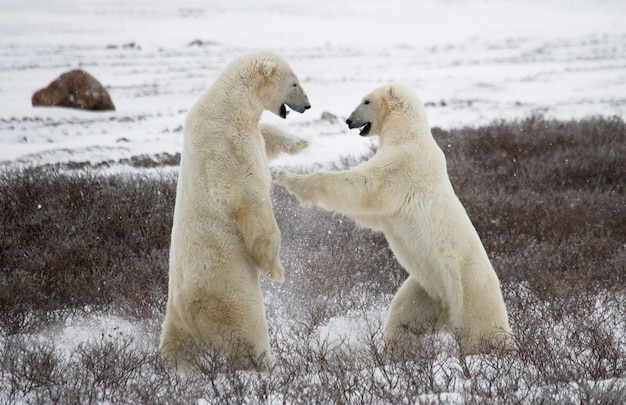 Dois ursos polares estão brincando um com o outro na tundra. Canadá.