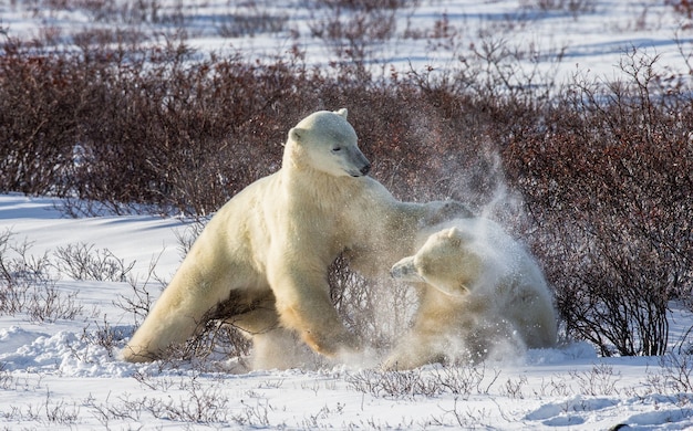 Dois ursos polares estão brincando um com o outro na tundra. canadá.