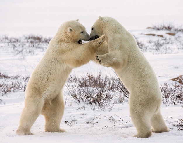 Dois ursos polares estão brincando um com o outro na tundra. Canadá.