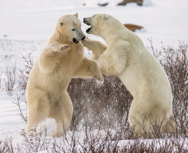 Dois ursos polares estão brincando um com o outro na tundra. Canadá.