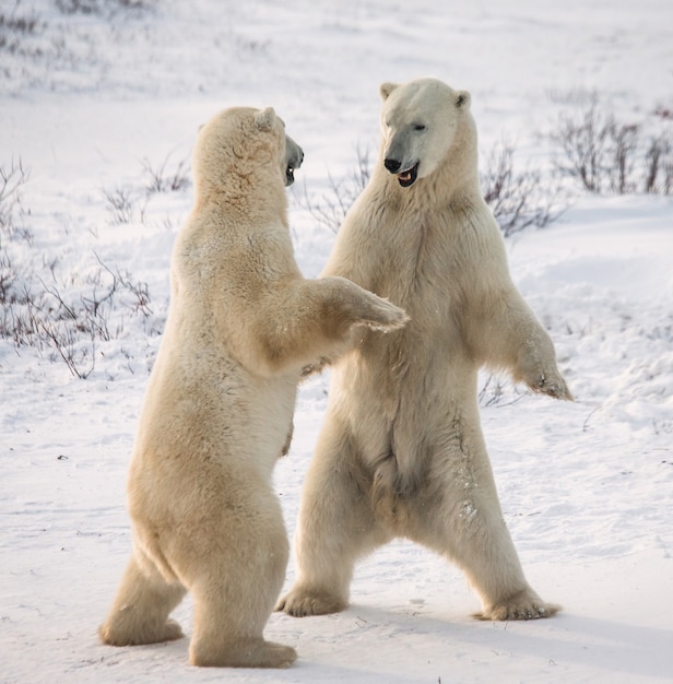 Dois ursos polares estão brincando um com o outro na tundra. Canadá.