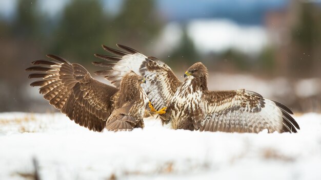 Dois urubus comuns lutando na neve na natureza de inverno