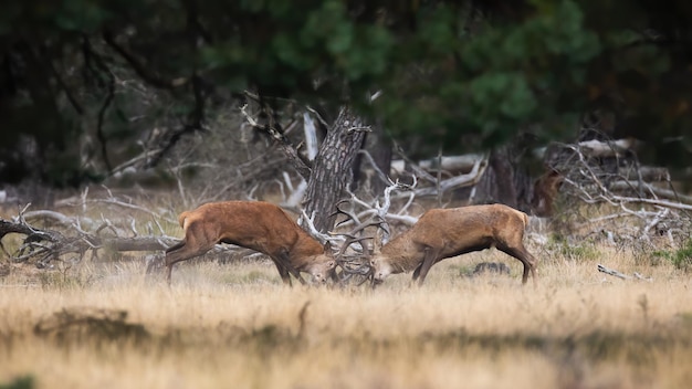 Dois veados vermelhos lutando na floresta na natureza do outono