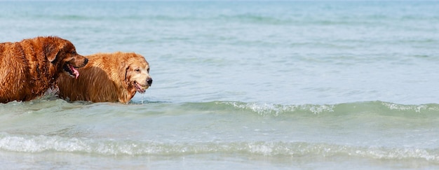 Dois velhos cães golden retriever correndo no oceano golden retriever relaxando na praia de verão banner