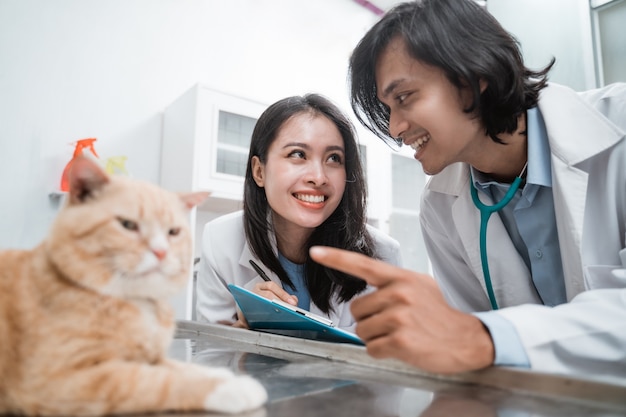 Dois veterinários com dedos apontando para observar um gato marrom em uma clínica veterinária