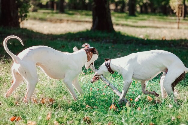 dois whippets brancos brincando ao ar livre no parque