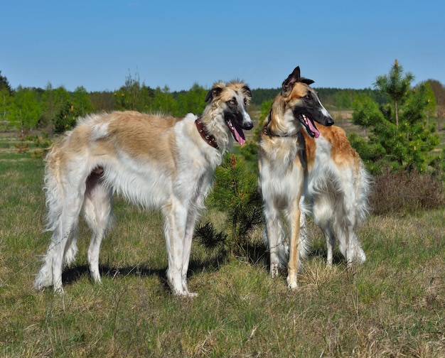 Dois wolfhounds russos