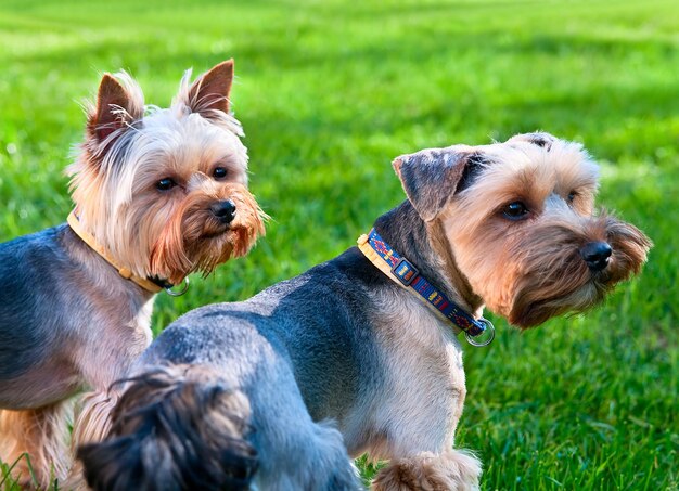 Dois Yorkshire terriers na grama verde