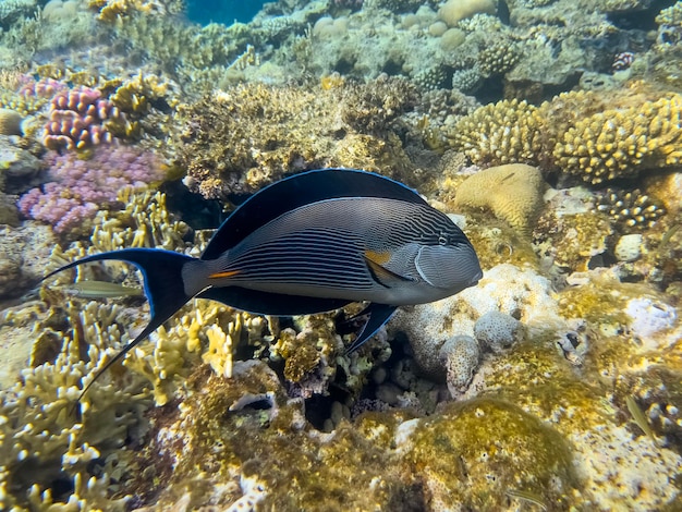 Foto doktorfisch rotes meer korallenriff ägypten