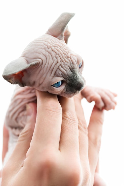 Doktorhände, die zärtlich Kätzchen der kanadischen Sphynxkatzenrasse halten
