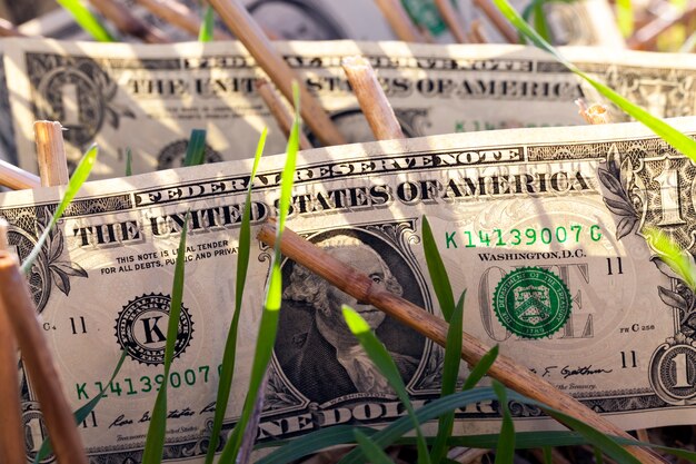 Un dólar americano en un campo agrícola, close-up