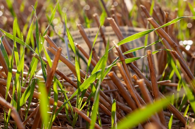 Dólares americanos estão no campo agrícola