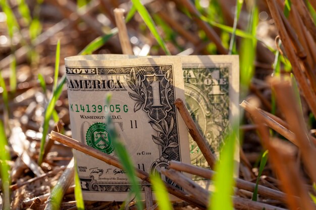 Los dólares americanos yacen en el campo agrícola