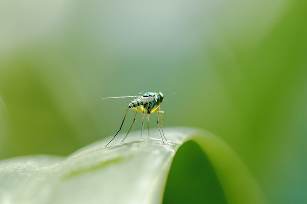 Dolichopodidae nas folhas são pequenas, corpo verde.