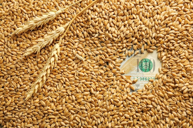 Dollar-Banknote und Weizenkörner Konzept des landwirtschaftlichen Einkommens