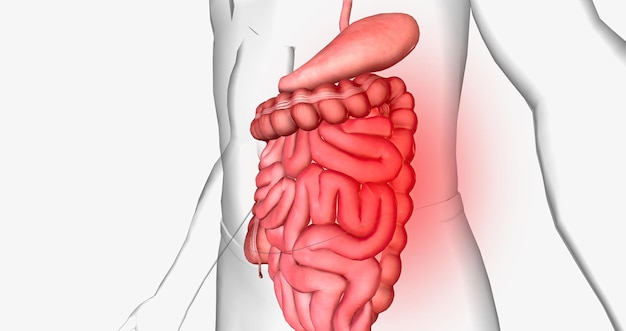 El dolor abdominal es un síntoma común que afecta los órganos digestivos dentro del abdomen.