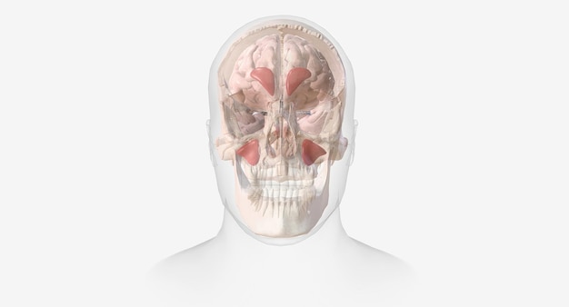 Foto los dolores de cabeza sinusales son un tipo de dolor de cabeza caracterizado por un dolor sordo o dolor alrededor de la frente, los ojos, la nariz y las mejillas.