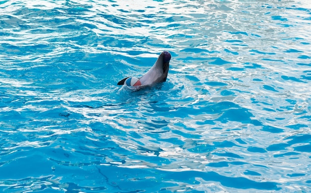 Dolphin show escena