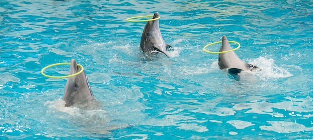 Dolphin Spinning Hoop im Pool, Dolphins zeigen Präsentation in blauem Wasser im Aquarium.