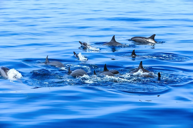 Dolphins