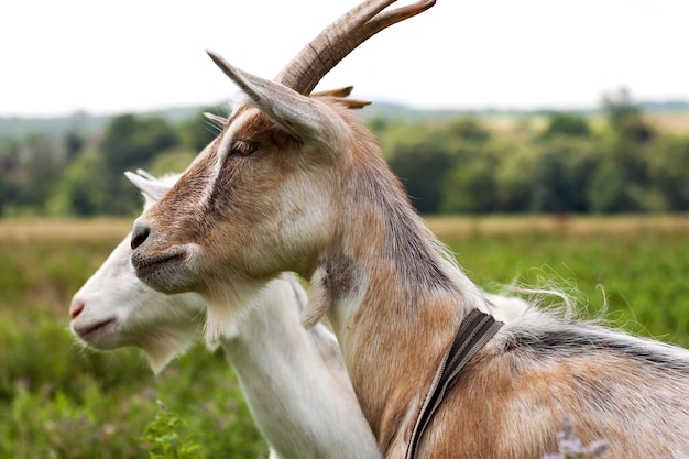 Domésticas cabras com chifres longos no dia de verão quente ensolarado ensolarado pastando em campos gramados verdes.