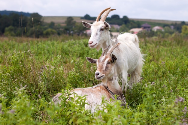 Domésticas cabras com chifres longos no dia ensolarado ensolarado de verão pastando em campos verdes gramados.