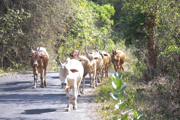 Foto domestizierte rinder oder kühe, die auf einer straße in dichter vegetation laufen