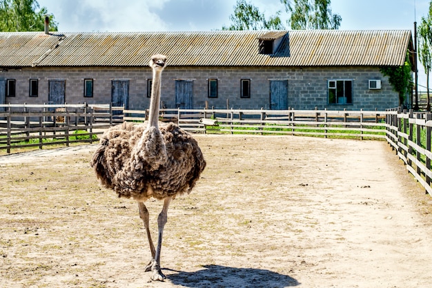 Domestizierter wilder afrikanischer Strauß (Struthio Camelus) geht in einer Voliere auf einem Strauß