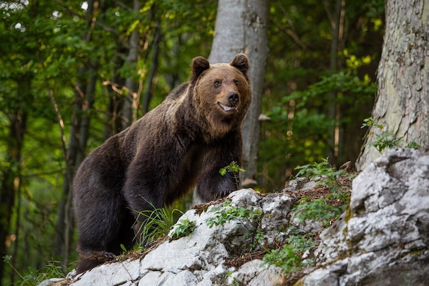 Dominanter Braunbär, Ursus Arctos, der auf einem Felsen im Wald steht.