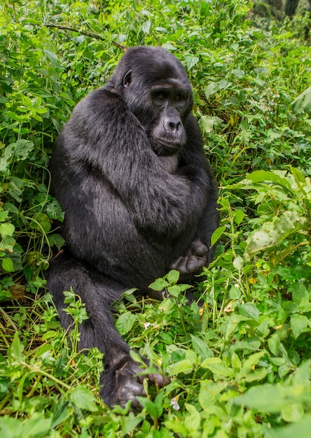 Dominanter männlicher Berggorilla im Regenwald. Uganda. Bwindi Impenetrable Forest National Park.