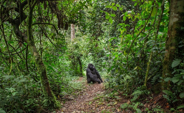 Dominanter männlicher Berggorilla im Regenwald. Uganda. Bwindi Impenetrable Forest National Park.