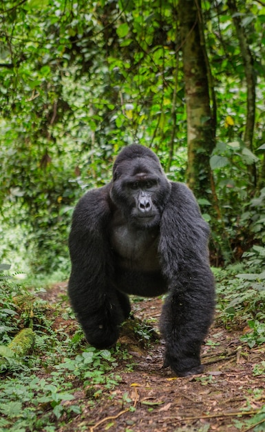 Dominanter männlicher Berggorilla im Regenwald. Uganda. Bwindi Impenetrable Forest National Park.