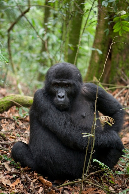 Dominanter männlicher Berggorilla im Regenwald. Uganda. Bwindi Impenetrable Forest National Park.