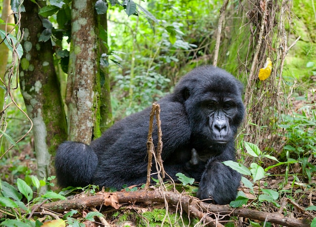 Dominanter männlicher Berggorilla im Regenwald. Uganda. Bwindi Impenetrable Forest National Park.