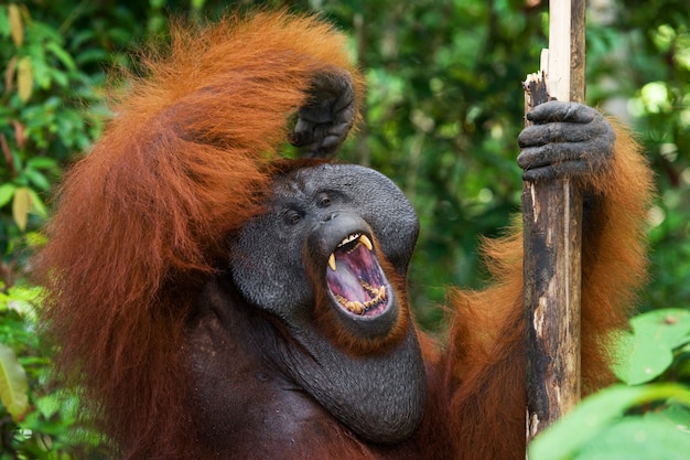 Dominanter männlicher Orang-Utan gähnt. Indonesien. Die Insel Kalimantan (Borneo).