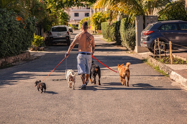 DOMINICUS, REPÚBLICA DOMINICANA, 6 DE FEVEREIRO DE 2020: Homem tatuado passeando com cachorros