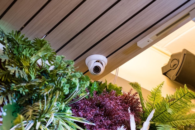 Domo CCTV de seguridad oculto en la habitación de la esquina con decoración vegetal