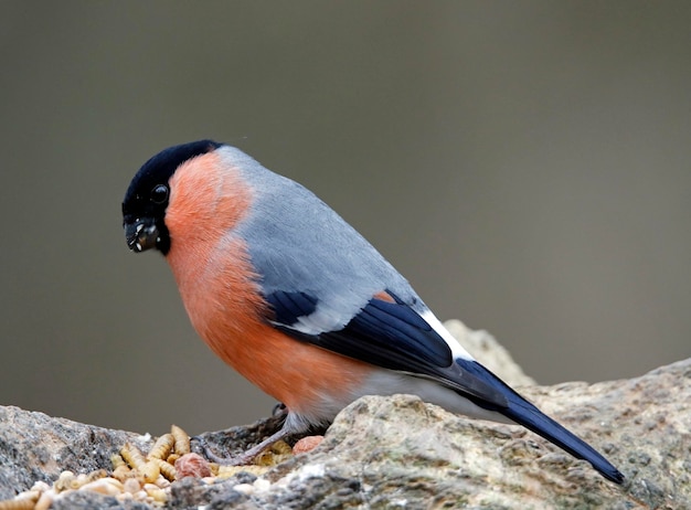 Dompfaffen beim Sammeln von Nahrung im Wald