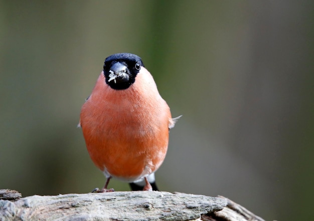 Dompfaffen füttern im Wald