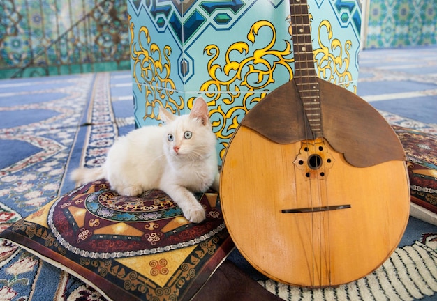 Domra de un instrumento musical popular junto a un gatito blanco