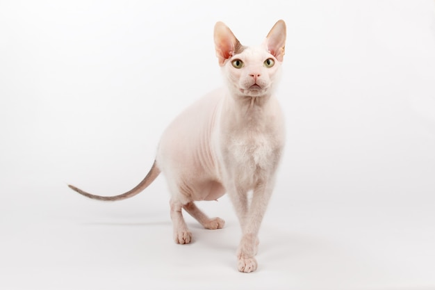 Don Sphynx Katze