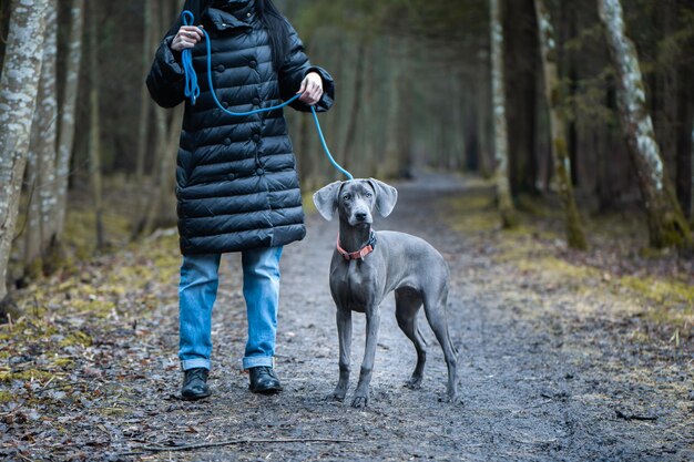 Dona de menina treinando lindo cachorro azul da raça Weimaraner ao ar livre a menina coloca o cachorro em um rack eles olham para a câmera