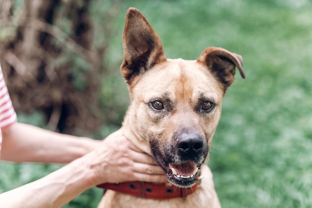 Dona de retrato de cachorro feliz brincando com cachorro e acariciando-o sorrindo mestiço canino ao ar livre closeup conceito de adoção de animais