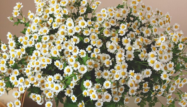 Doncella de manzanilla (Tanacetum parthenium, Matricaria parthenium) como un ramo de flores de fondo de cerca