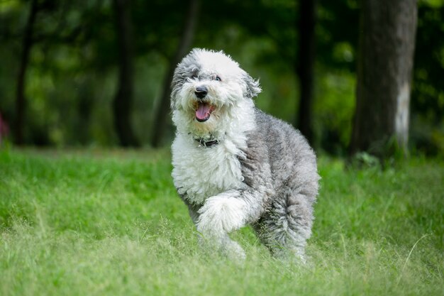 dong corriendo en el parque