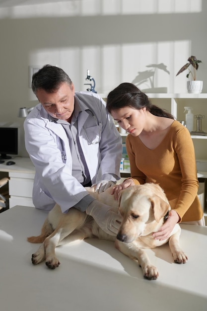 Dono levou cachorro para veterinário