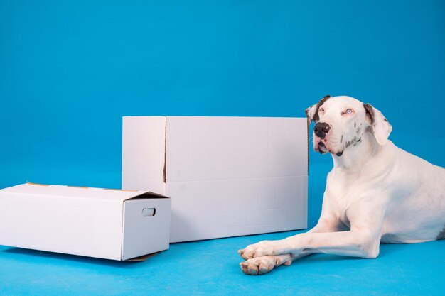 Foto donovan el perro danés en fondo azul